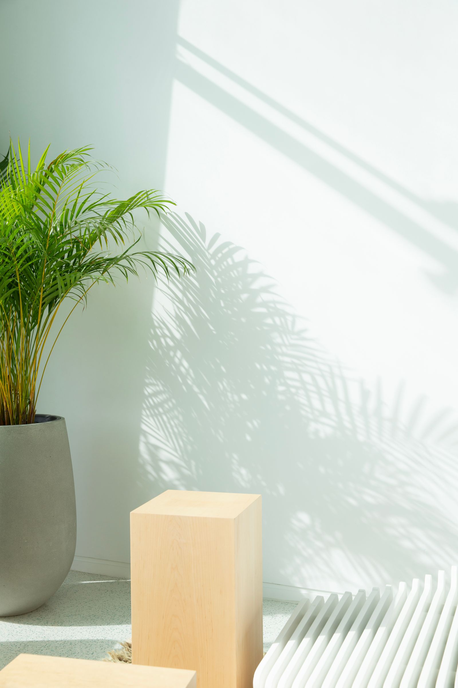 Intérieur lumineux avec ombres de plantes sur mur blanc